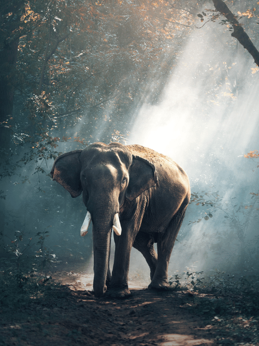 Peppara Wildlife Sanctuary