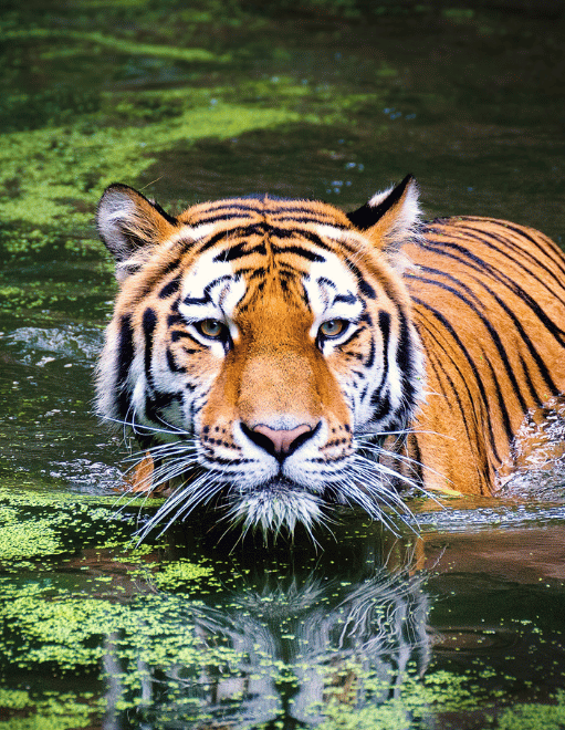 Periyar Tiger Reserve (Thekkady)