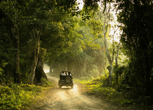Wildlife Safaris & Jungle Trails