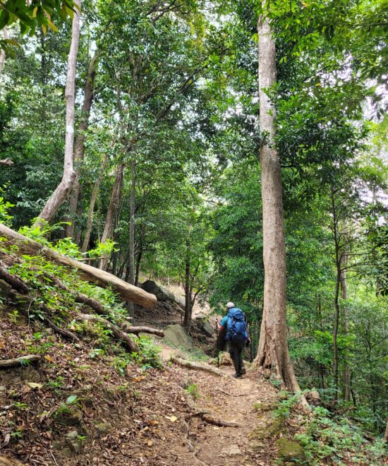 Agasthyarkoodam Trek: Essential Permit and Guideline Information
