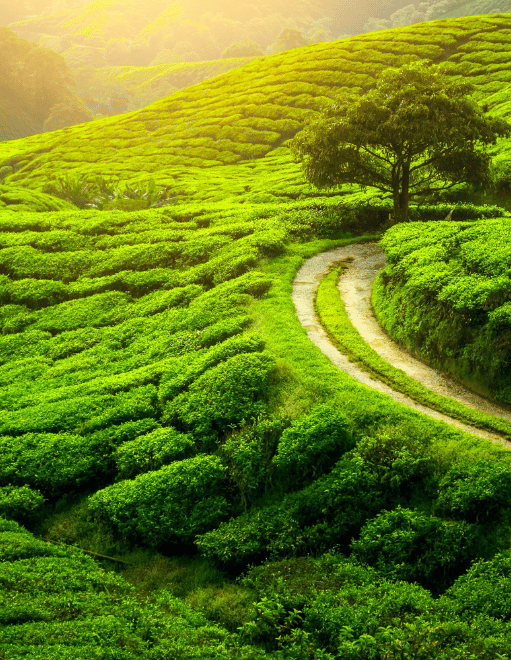 Spice Plantations – Vandiperiyar
