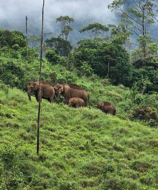 Into the Wild – Exploring Gavi’s Flora & Fauna