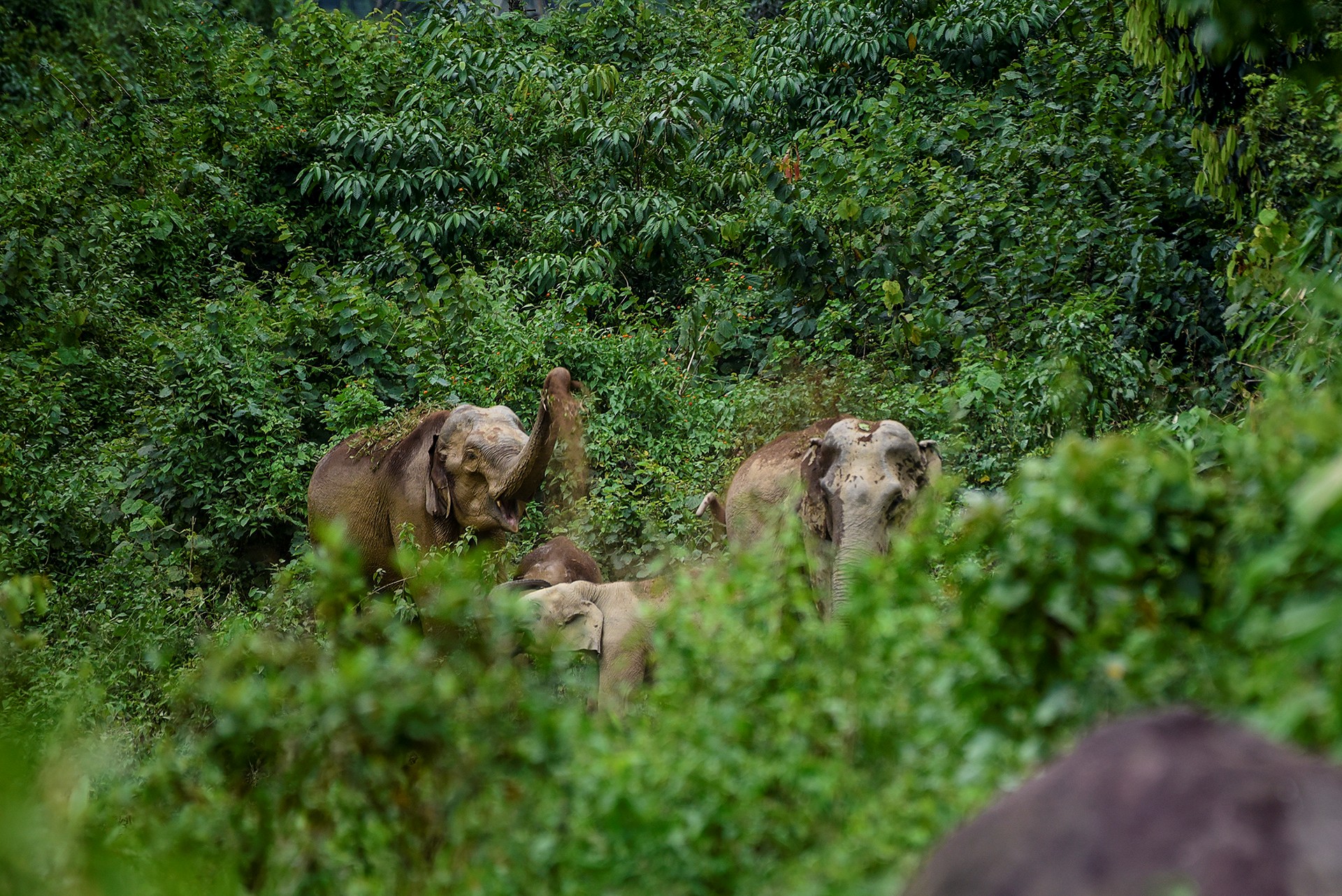Forest trail at Arippa, Thiruvananthapuram