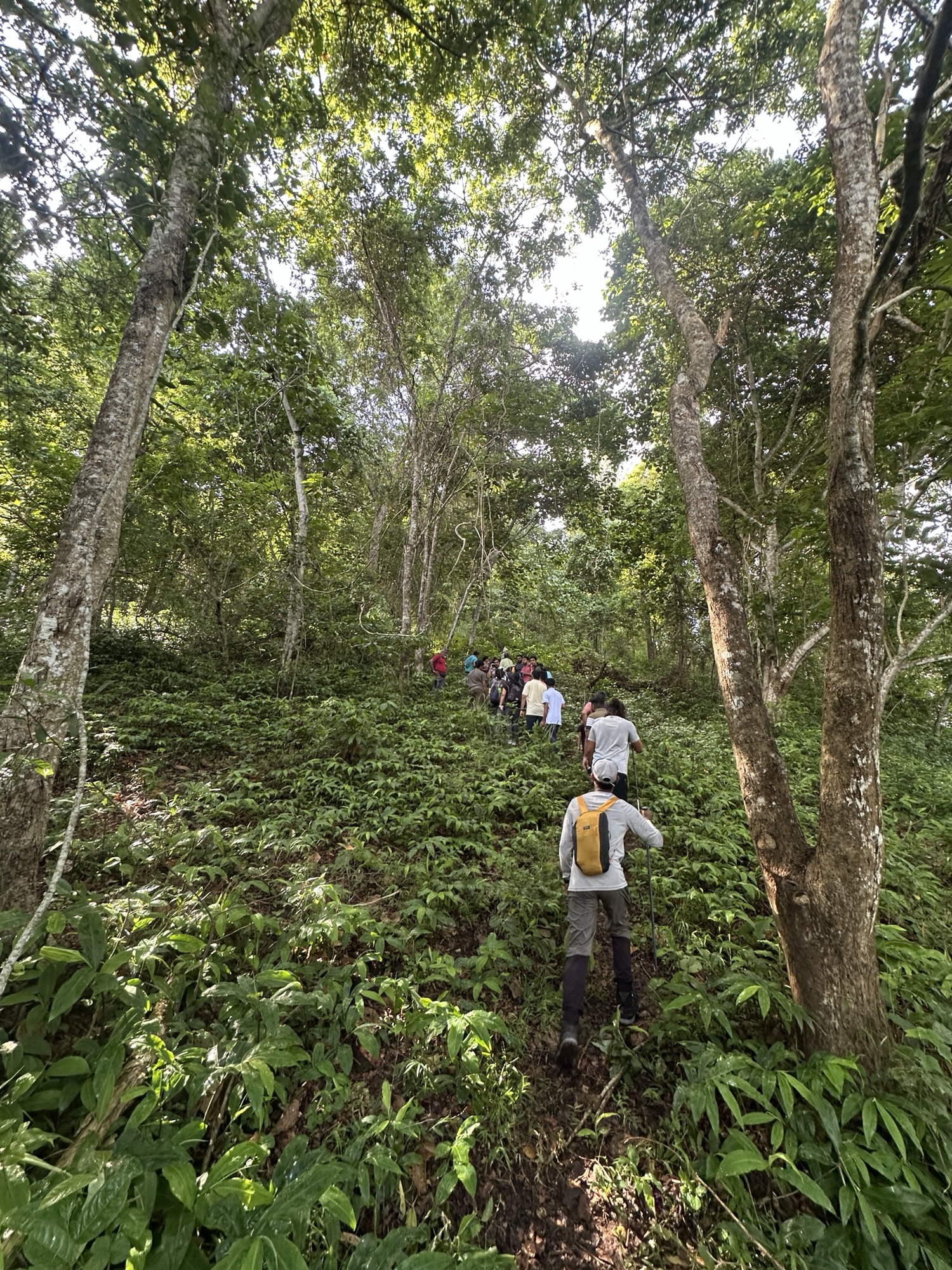 Beyond the Summit: Why Arippa Is More Than Just a Trek - KeralaTrekking
