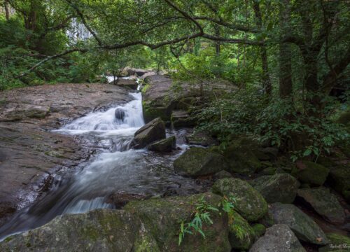 Peechi Moodalmala Trek, Thrissur | 1 DAY
