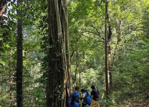 Chimmini Forest Trek, Thrissur | 1 DAY