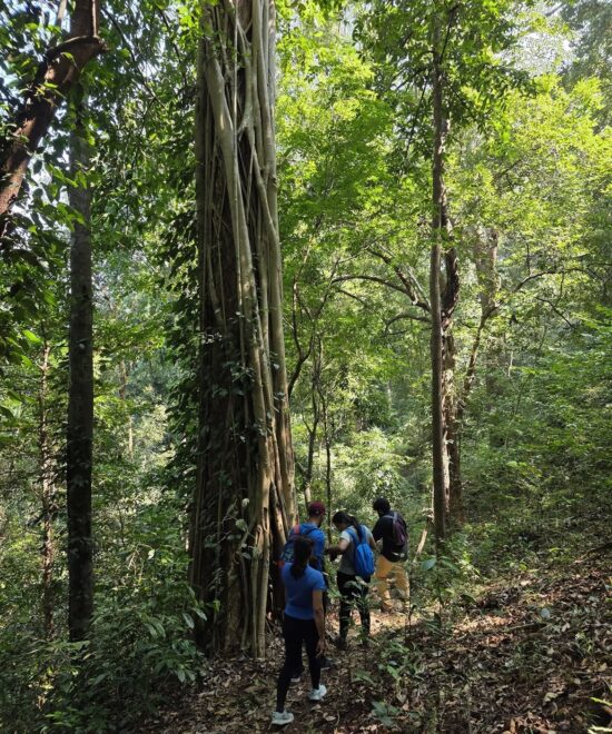 Chimmini Forest Trek, Thrissur | 1 DAY