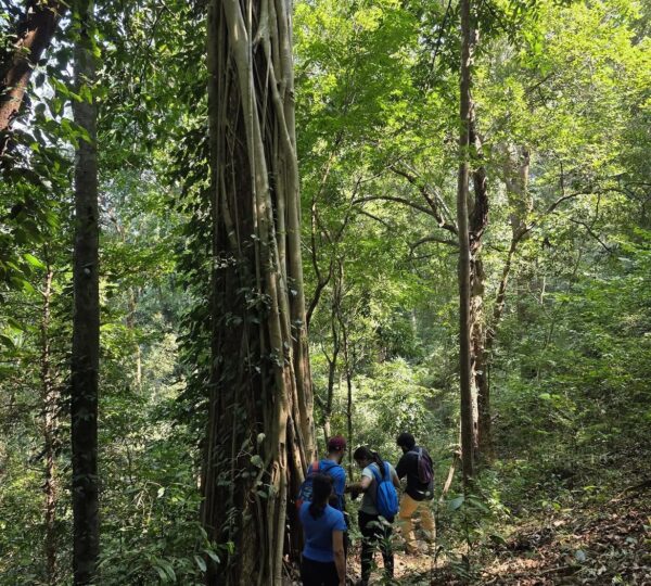 Chimmini Forest Trek, Thrissur | 1 DAY