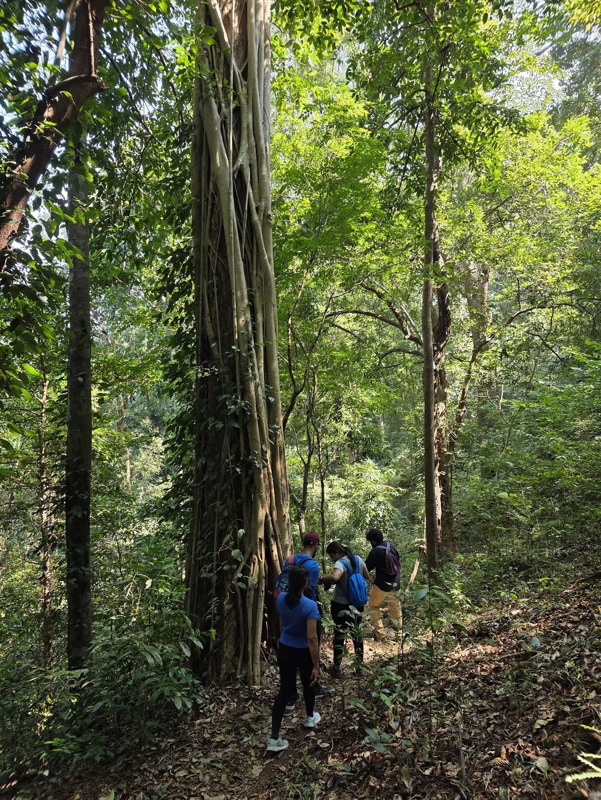 Chimmini Forest Trek, Thrissur | 1 DAY