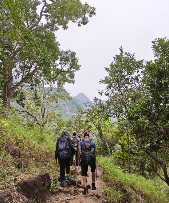 Why You Should Trek Agasthyarkoodam: Kerala’s Ultimate Trekking Experience