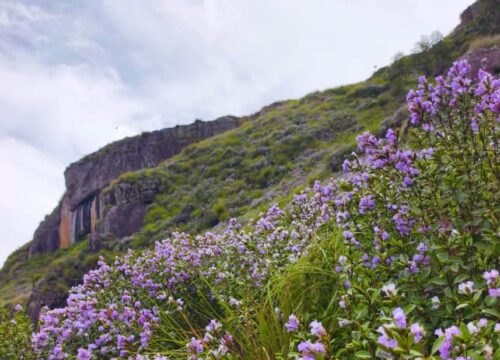 Chokramudi Trek – The Purple Trail | Neelakurinji Season Special
