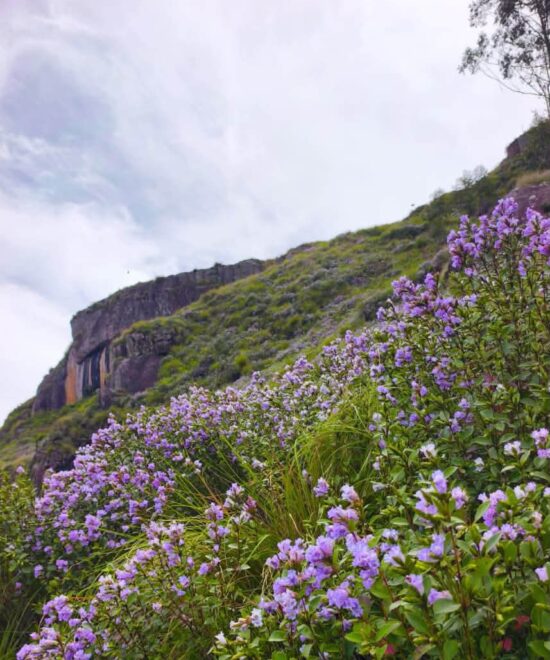 Chokramudi Trek – The Purple Trail | Neelakurinji Season Special