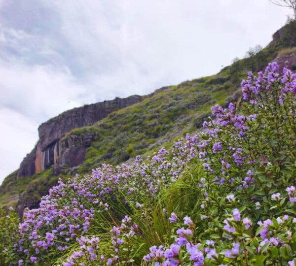 Chokramudi Trek – The Purple Trail | Neelakurinji Season Special
