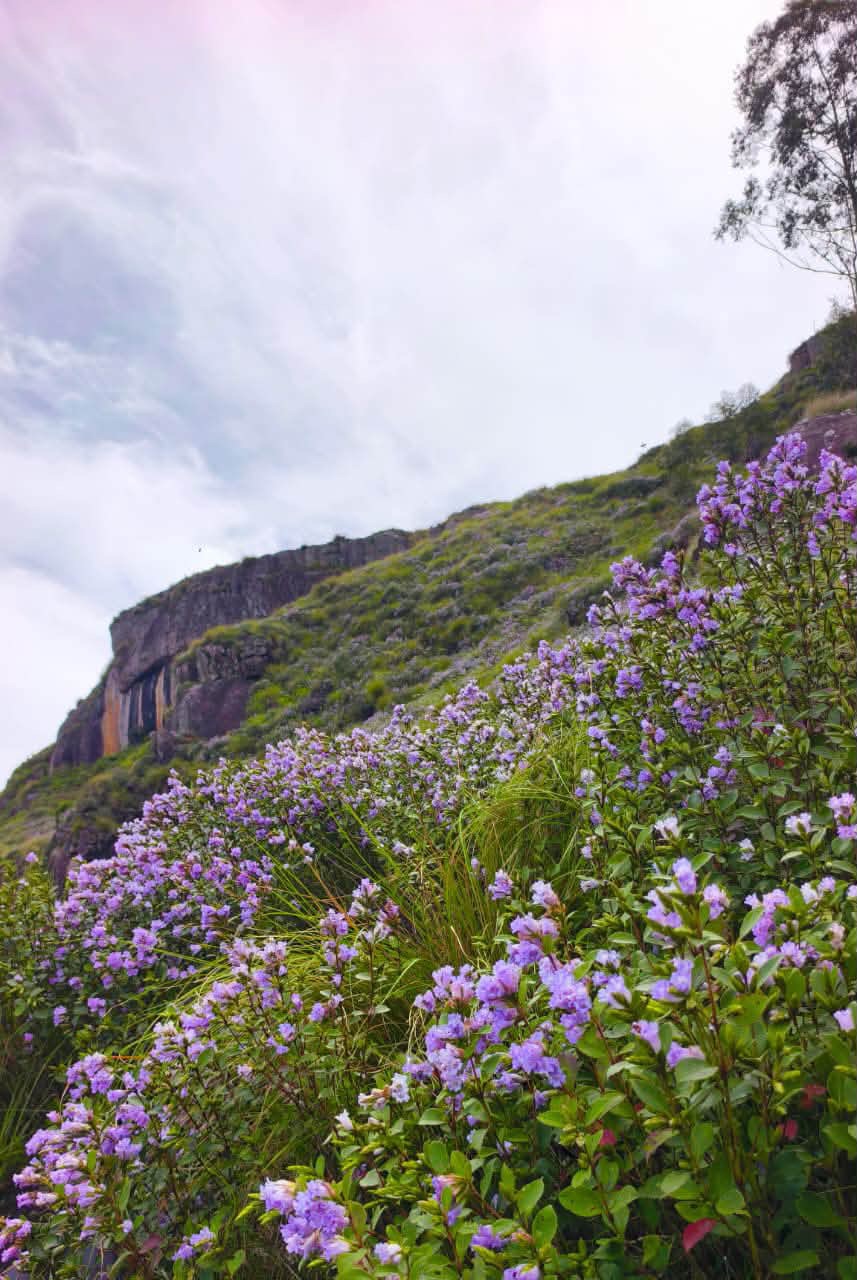 Chokramudi Trek – The Purple Trail | Neelakurinji Season Special