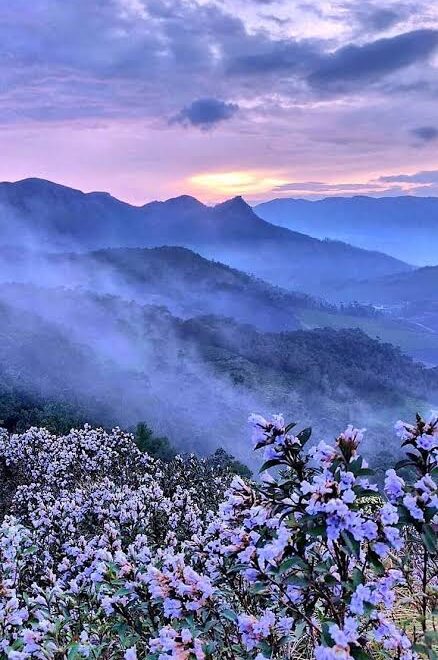 Munnar Neelakurinji Trek – The Purple Trail | 1 Day