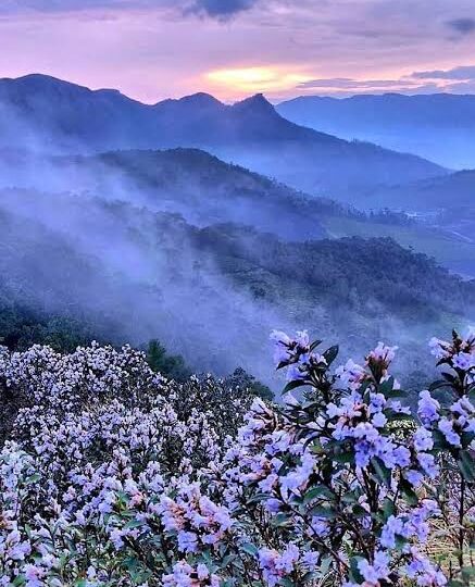 Munnar Neelakurinji Trek – The Purple Trail | 1 Day
