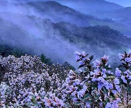 Munnar Neelakurinji Trek – The Purple Trail | 1 Day