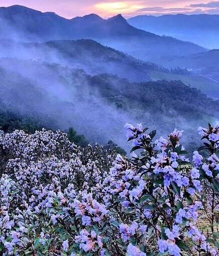 Munnar Neelakurinji Trek – The Purple Trail | 1 Day