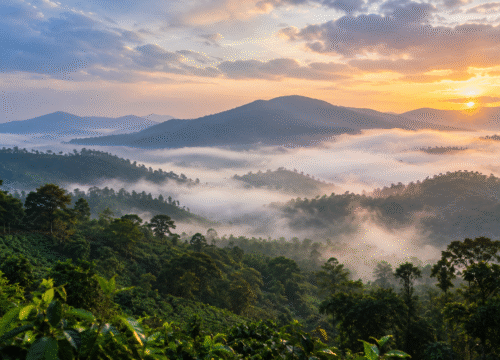 Wayanad Is Changing: Here’s What Brand Wayanad Really Means