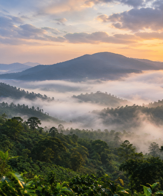 Wayanad Is Changing: Here’s What Brand Wayanad Really Means