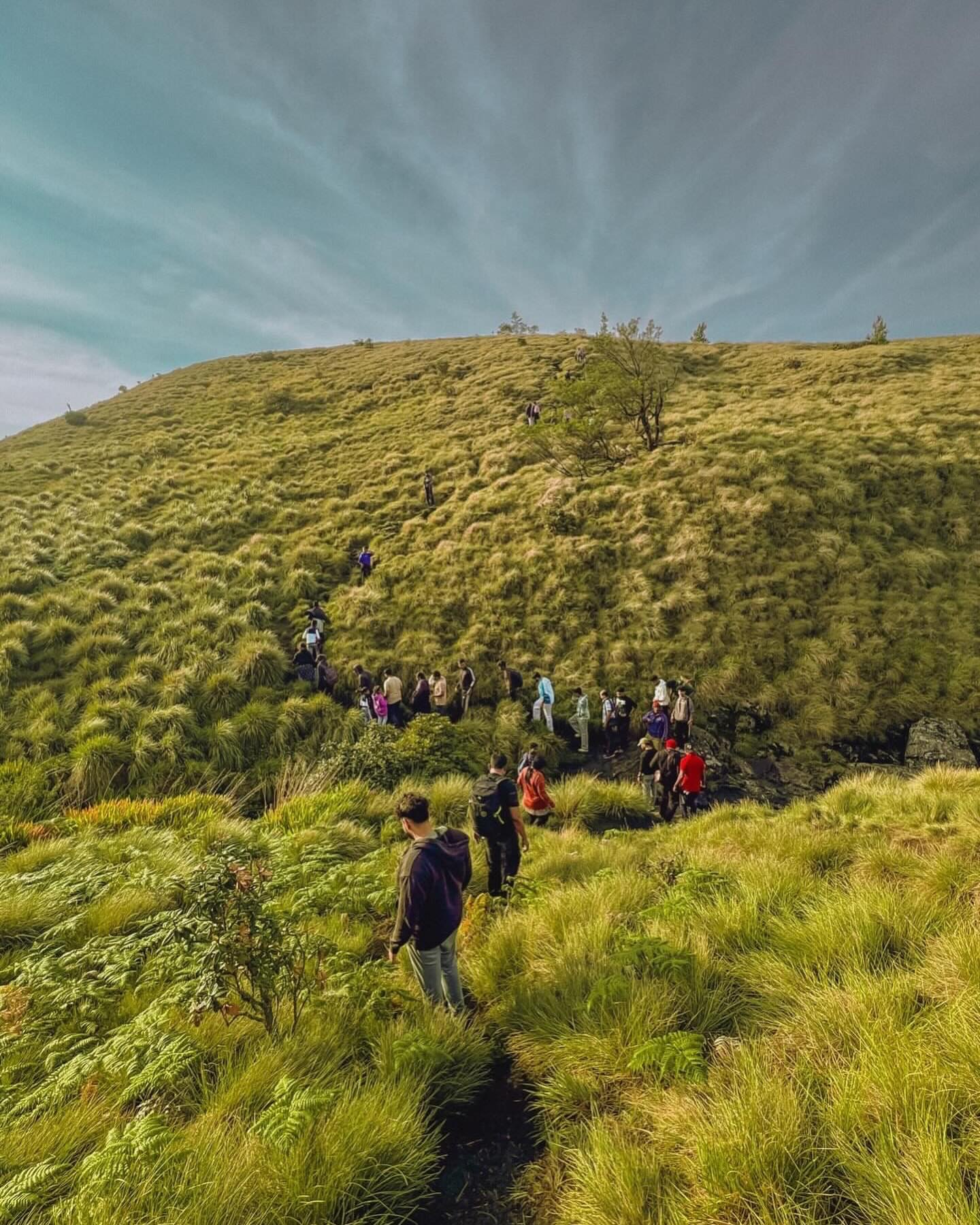 Trekkers walking a grassy ridge on the Meesapulimala trek during the Neelakurinji season