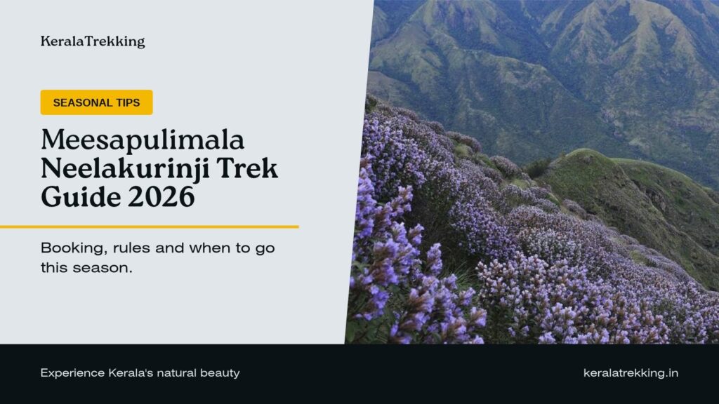 Meesapulimala Neelakurinji 2026 trek guide featured image with Neelakurinji flowers on the Munnar hills