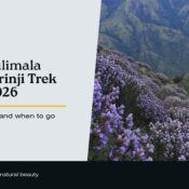 Meesapulimala Neelakurinji 2026 trek guide featured image with Neelakurinji flowers on the Munnar hills