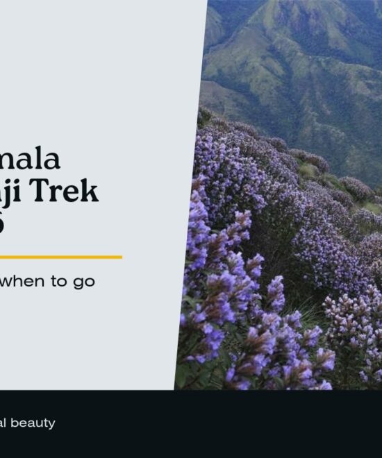 Meesapulimala Neelakurinji 2026: Trek Guide & Rules